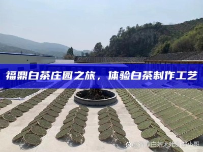 福鼎白茶庄园之旅，体验白茶制作工艺